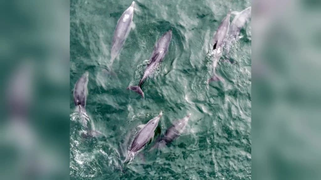 VÍDEO: Dezenas de golfinhos visitam praia de SC