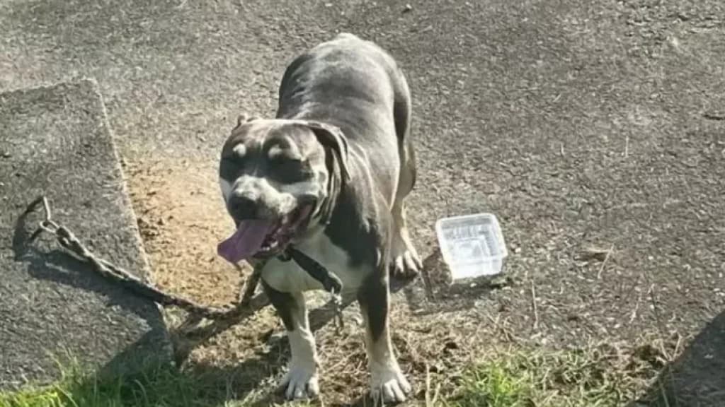 Ataque de pitbull em Florianópolis deixa bebê ferido e cachorro morto