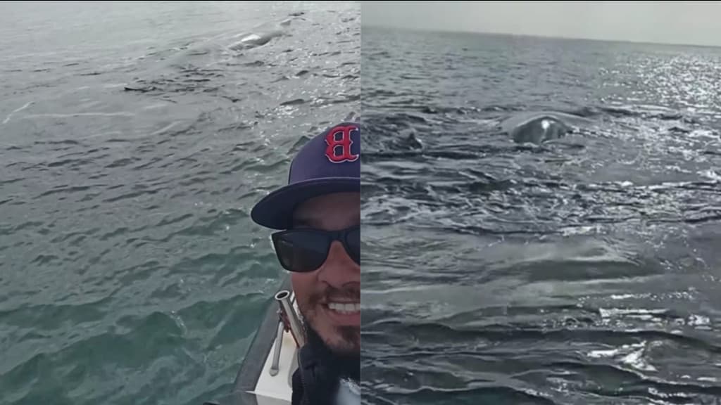“Mamãe e filhote”: Pescador é surpreendido em Bombinhas ao encontrar baleias francas