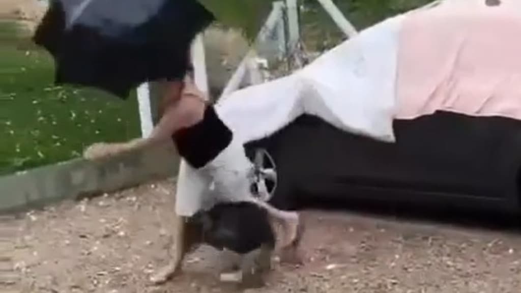 Cachorrinho feliz “atropela” dona durante chuva de granizo em Tijucas