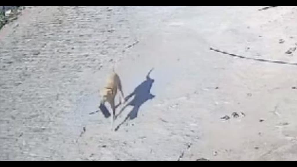 VÍDEO: Caramelo “furta” celular em oficina mecânica e foge