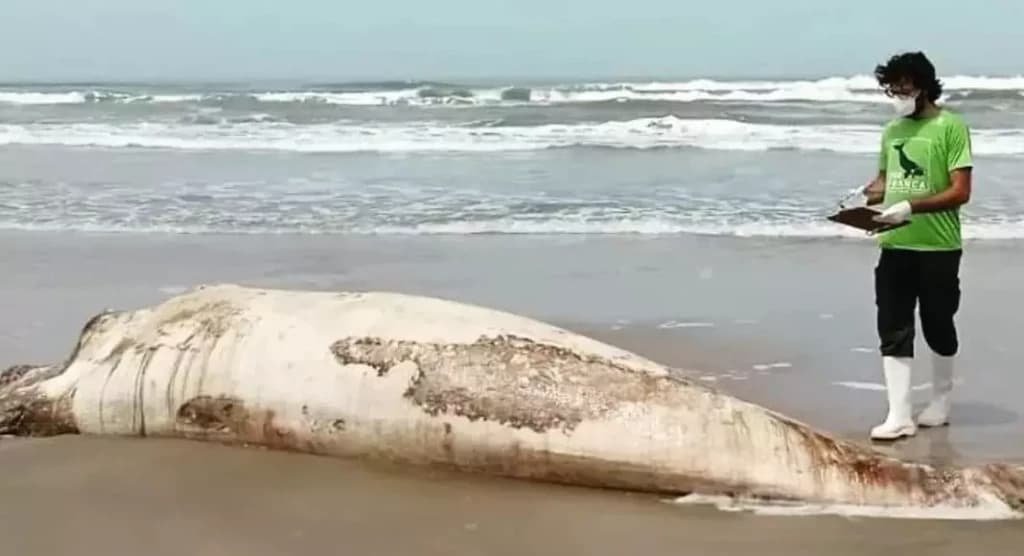 Filhote de baleia ameaçada de extinção é encontrado morto em SC