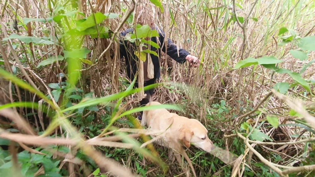 VÍDEO: Cão farejador encontra idosa de 73 anos desaparecida em  SC