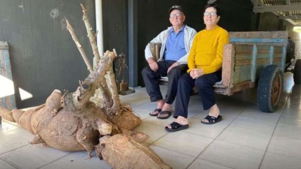 Casal colhe mandioca gigante com mais de 100kg em SC