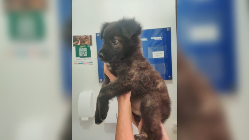 Abandono de cachorro em Bombinhas é flagrado por câmera de segurança