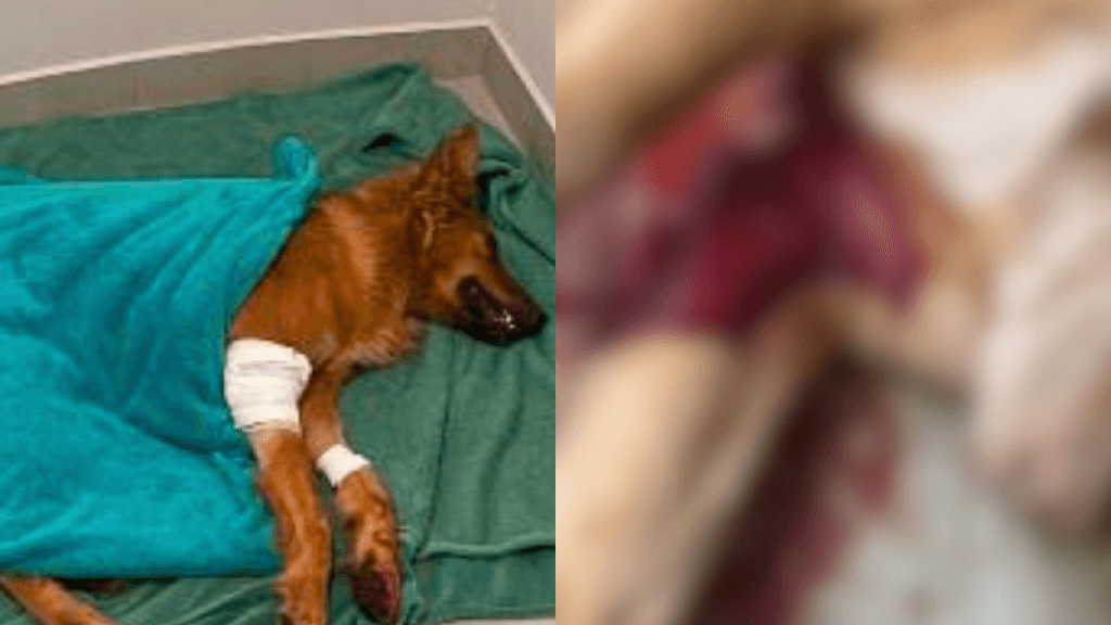 Cachorro morre após ser encontrado esfaqueado na SC-390