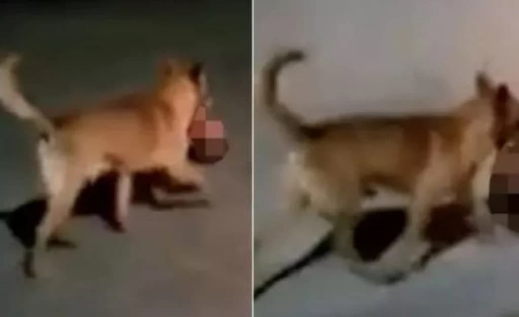Cachorro é visto carregando cabeça de homem executado por traficantes