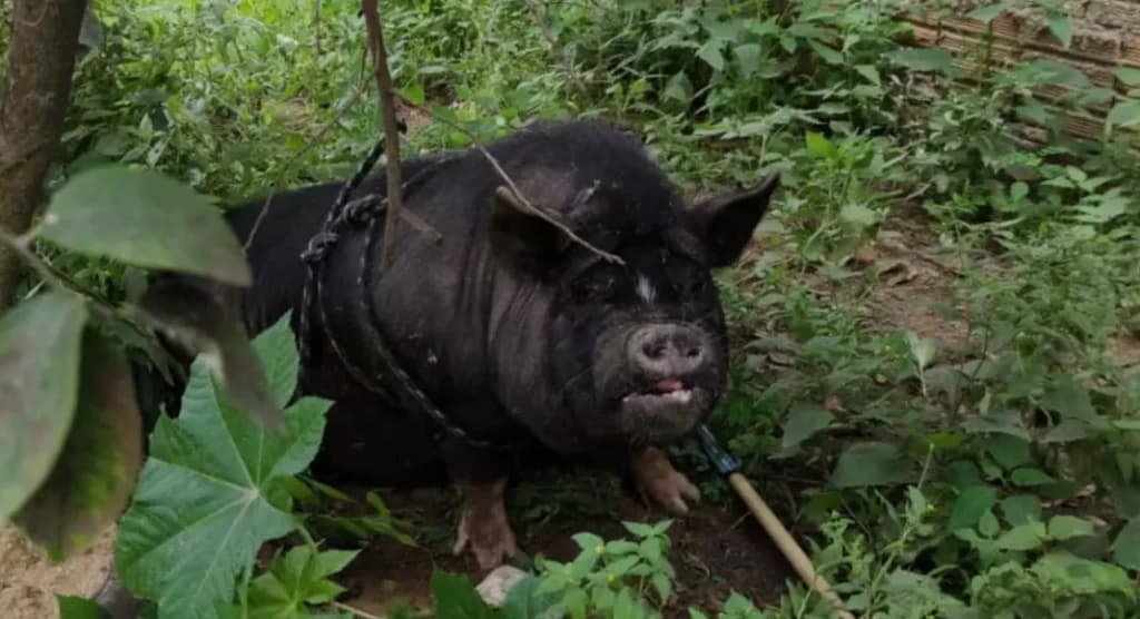 Porco de estimação furtado em Itapema é encontrado amarrado em árvore