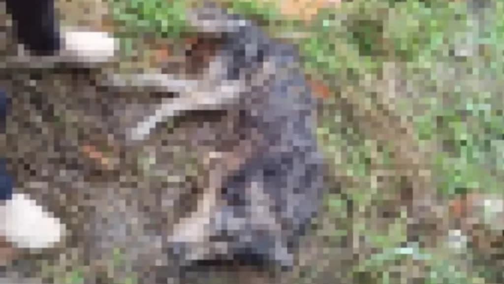CRUELDADE: Homem é preso após enterrar cachorro vivo