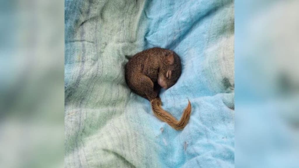 Filhote de esquilo é resgatado após ataque de gato