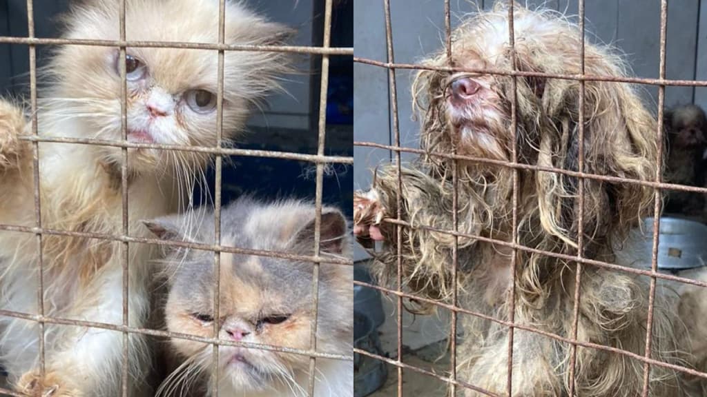 Animais são resgatados com patas quebradas e sinais de maus-tratos em SC