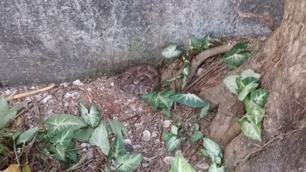 SUSTO: Família encontra cobra jararaca em quintal de residência