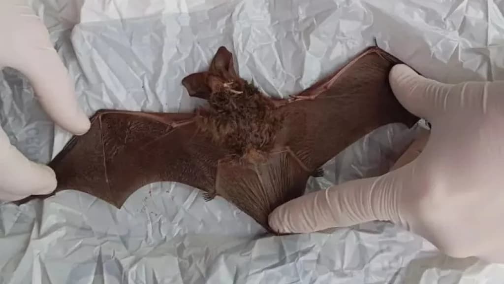 Criança é mordida por morcego enquanto brincava em SC