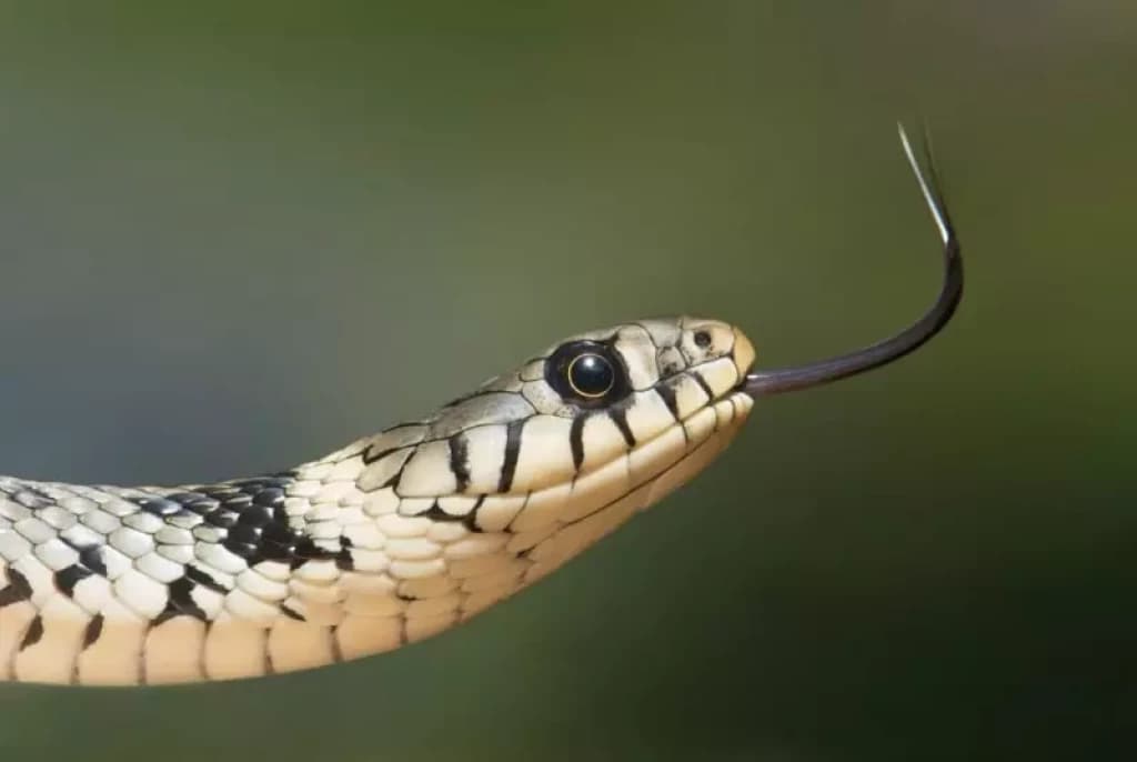 Cobra mata homem e irmão que foi ao funeral também vira vítima