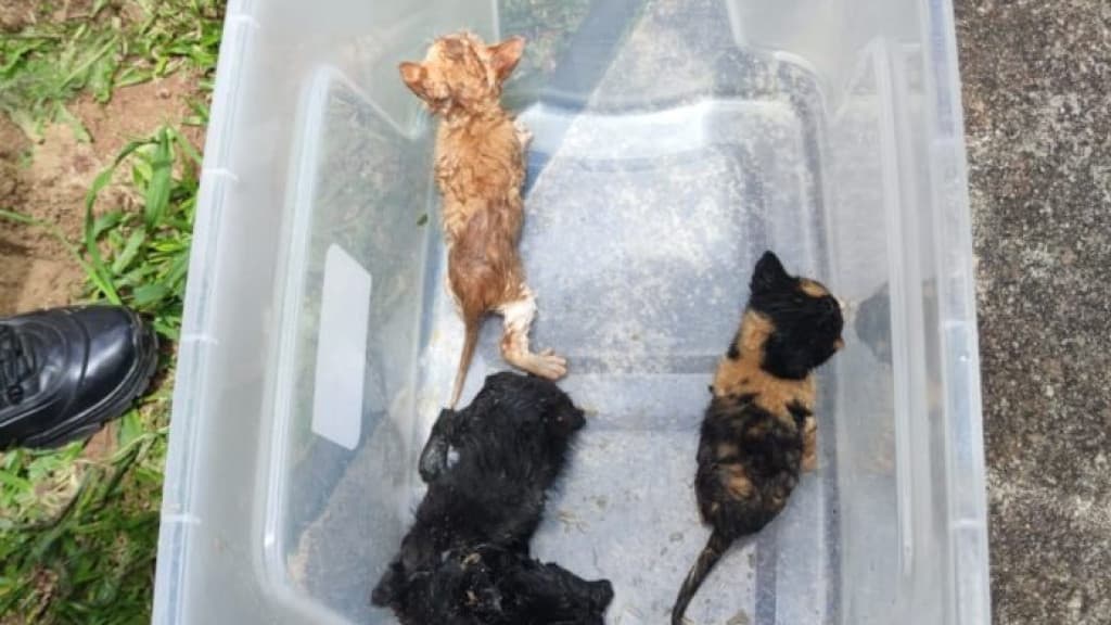 Gatinhos são resgatados de tubulação em Canelinha