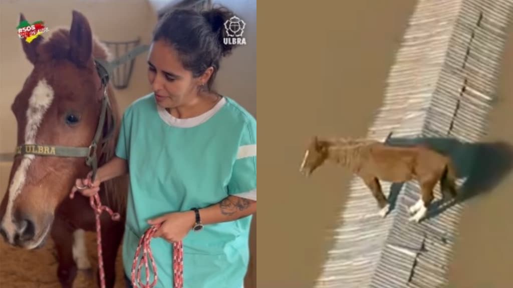 Caramelo, cavalo que ficou ilhado no RS, recebe 20 pedidos de adoção por dia: “muito melhor”