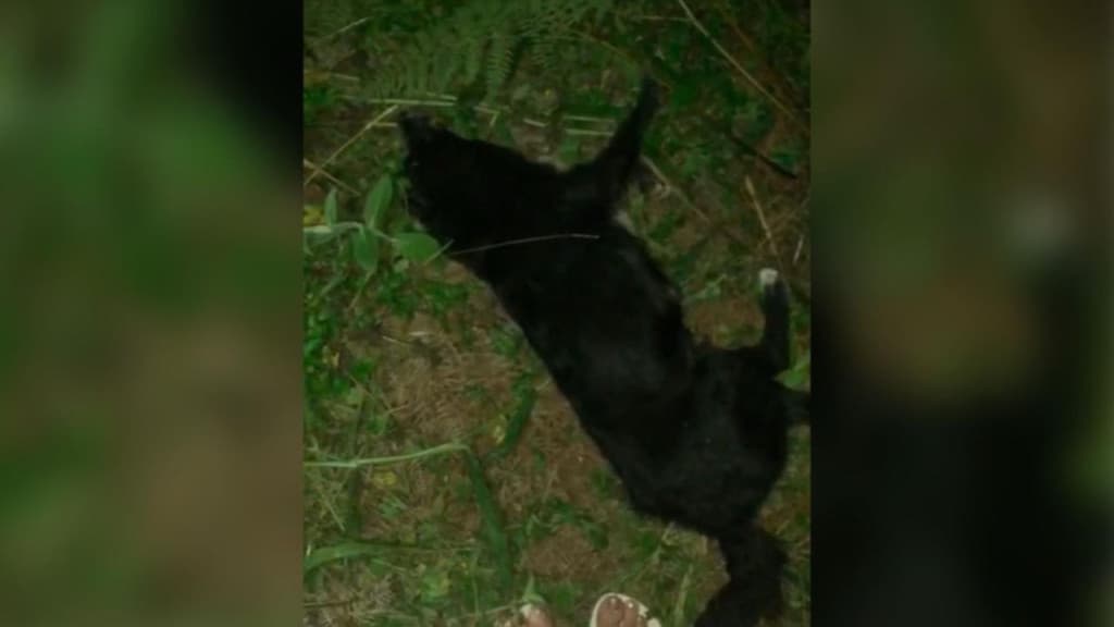 Cachorro e filhotes são brutalmente espancados em Taió
