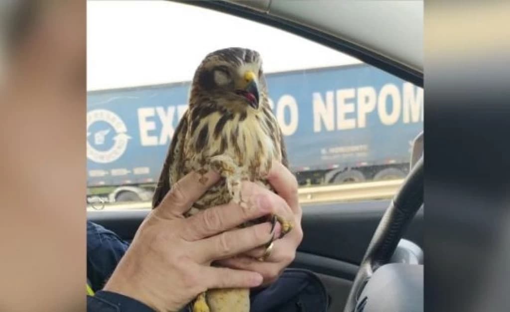 Filhote de gavião é resgatado nas margens da BR-101