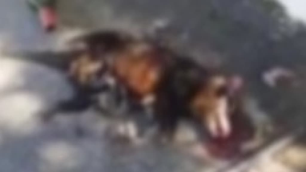 Mãe gambá é morta a garrafadas e deixa filhotes desesperados em Itapema