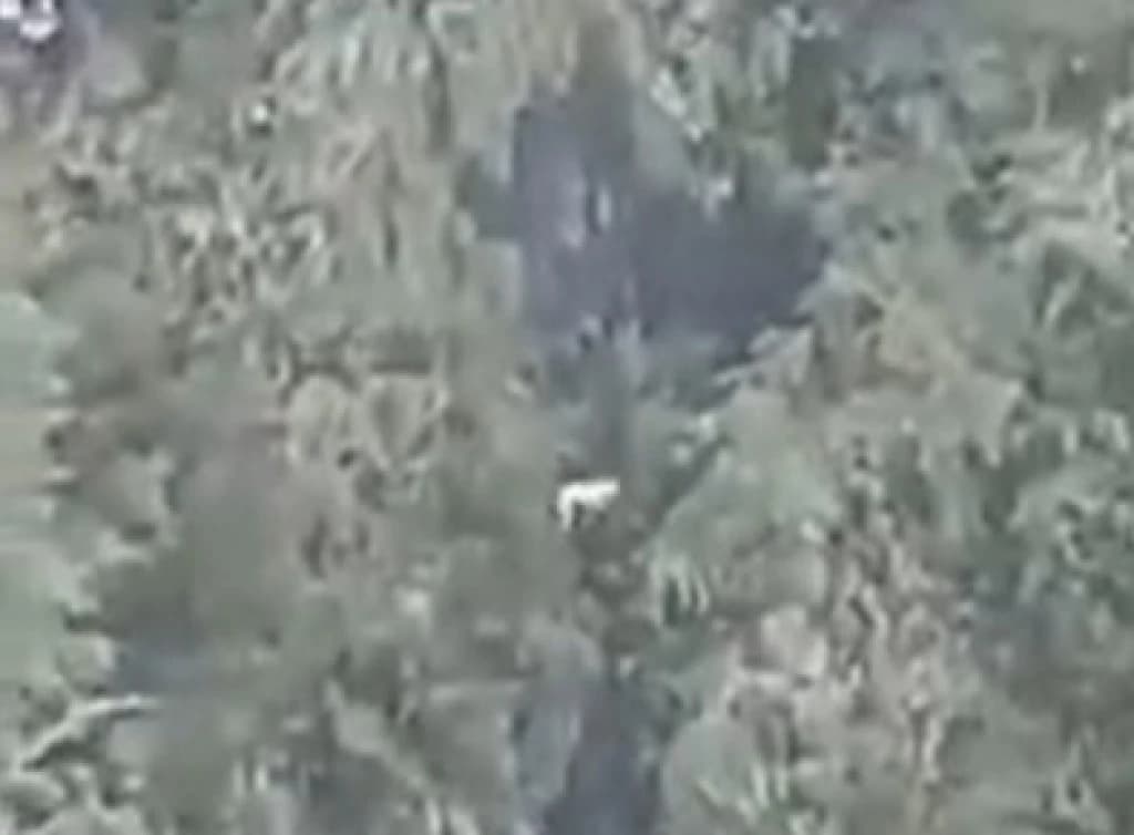 VÍDEO: Cachorro é salvo após queda de 50 metros em Santa Catarina