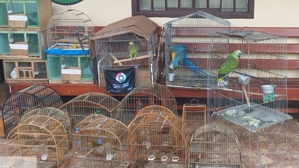Polícia resgata 22 aves nativas mantidas em cativeiro ilegal