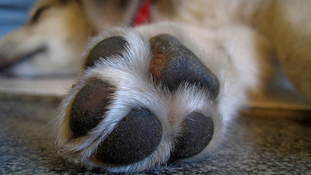 Homem briga com o cunhado e mata cachorro de estimação
