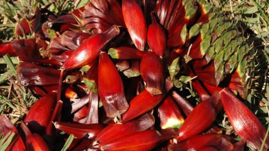 Produção de pinhão é afetada por fenômenos climáticos em SC
