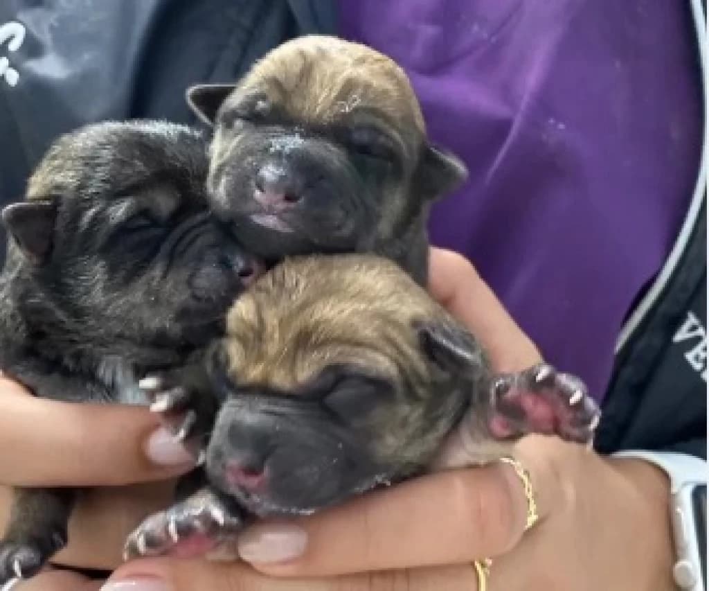Cachorrinhos são encontrados soterrados e à beira da morte em Florianópolis