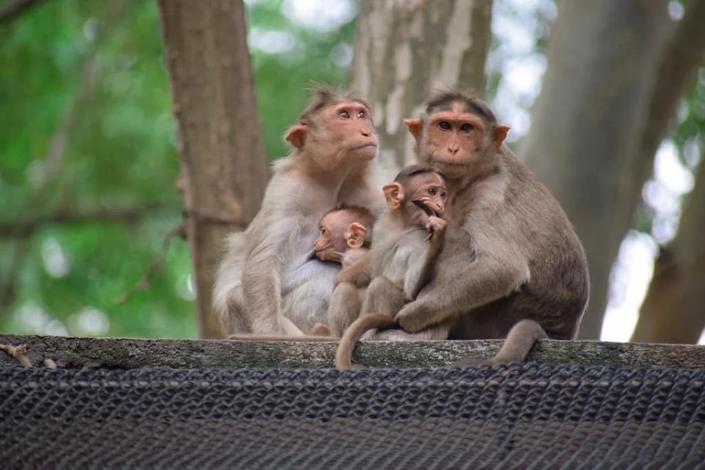 Macacos sequestram bebê de quatro meses e o jogam de prédio