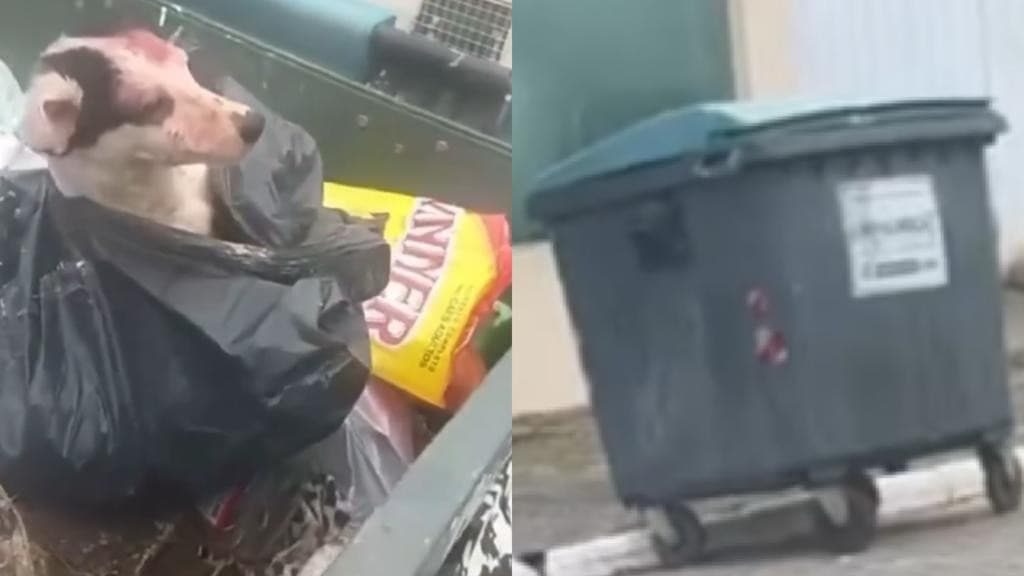 Cão é amarrado em saco e jogado em lixeira para morrer