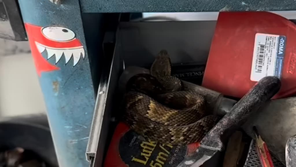 Mecânico encontra serpente venenosa em gaveta de ferramentas