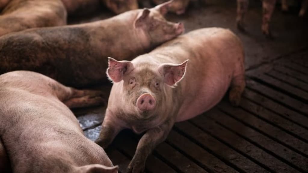 Criadouro de suínos é condenado por lançamento indevido de dejetos no meio ambiente