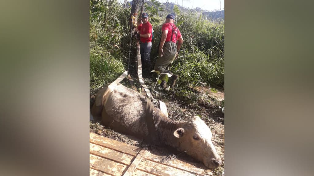 Vaca atolada é resgatada por bombeiros em pasto