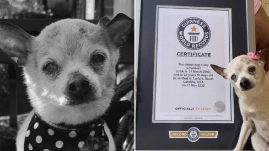 Cachorrinho mais velho do mundo morre aos 22 anos