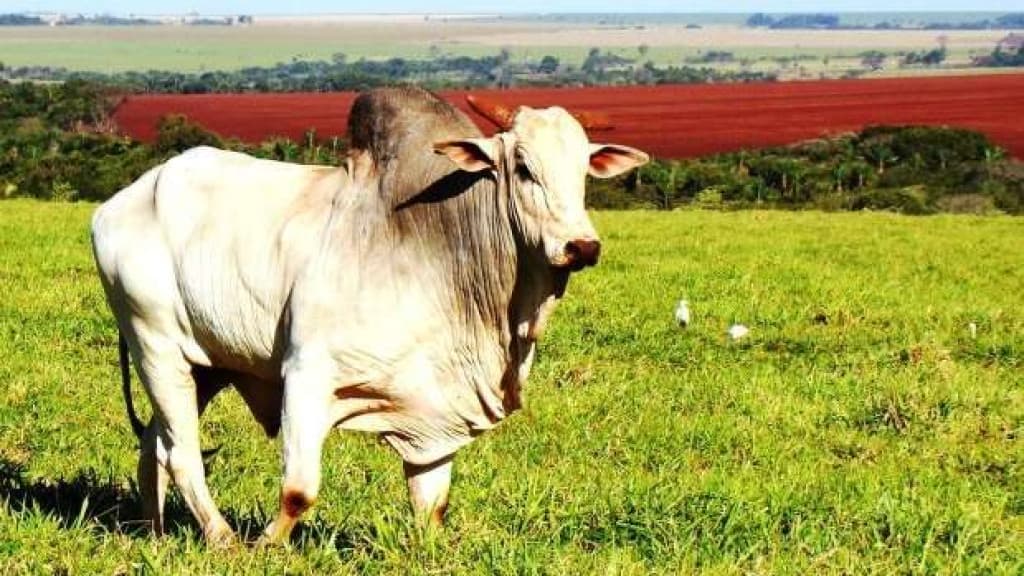Ranking de crescimento econômico no Brasil é liderado por Santa Catarina