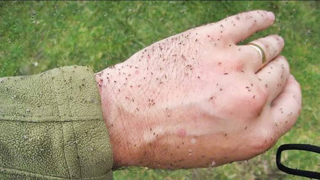 Febre rara avança em cidades de Santa Catarina e acende alerta