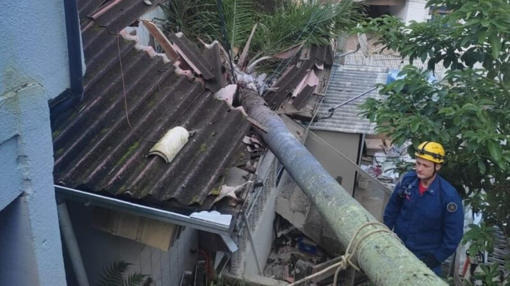 Coqueiro gigante cai em cima de residência em Itajaí