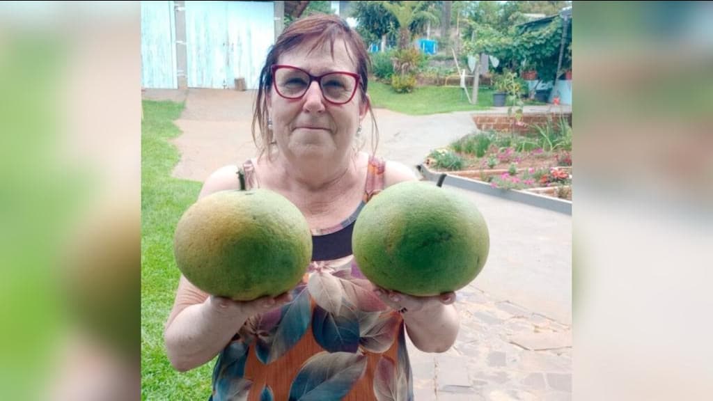Laranjas gigantes surpreendem moradora durante colheita no quintal