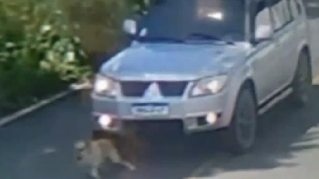 Cachorro morre após ser atropelado e motorista foge sem prestar socorro