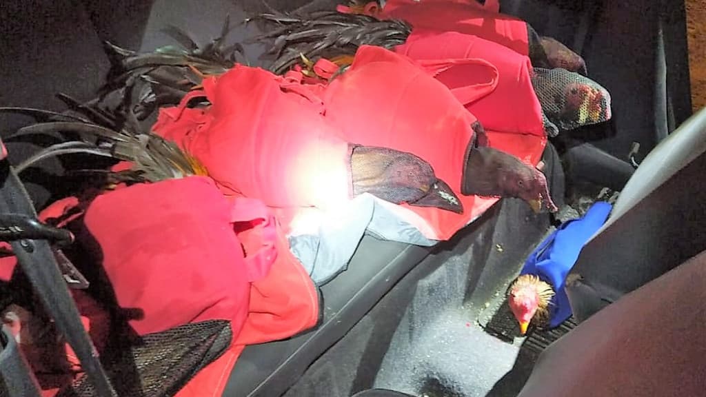 PRF flagra veículo com galos de rinha na BR-101, em SC