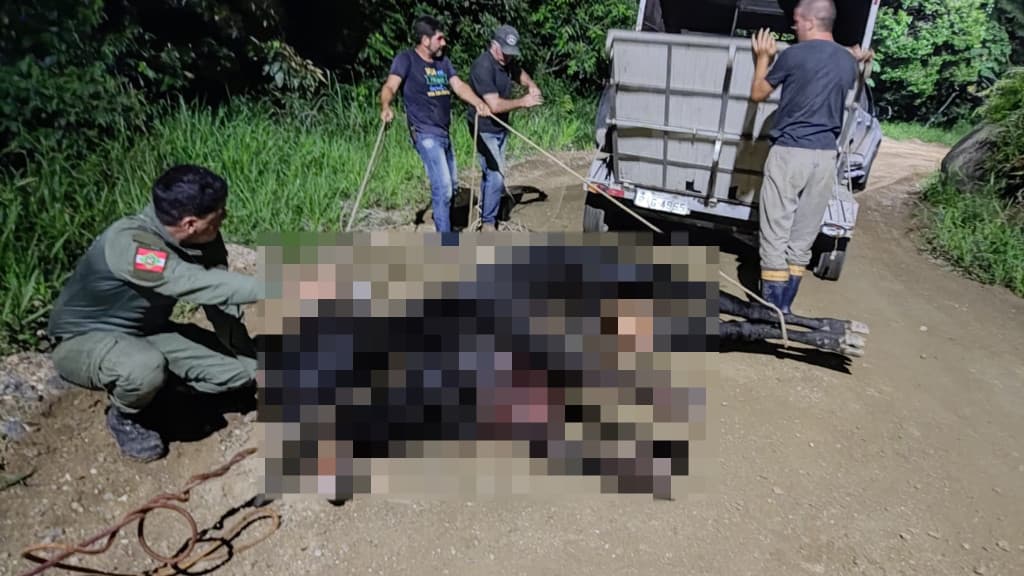 Boi ferido é encontrado em BC e levanta suspeitas de farra do boi