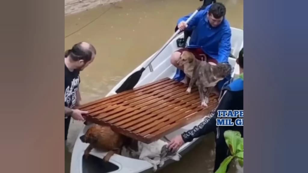 Animais de estimação precisam ser resgatados por voluntários em Itapema