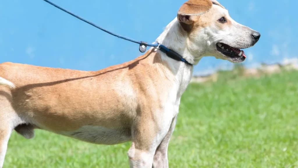 Após sobreviver queda de 12 metros, cãozinho que foi arremessado por tutora está pronto para a adoção