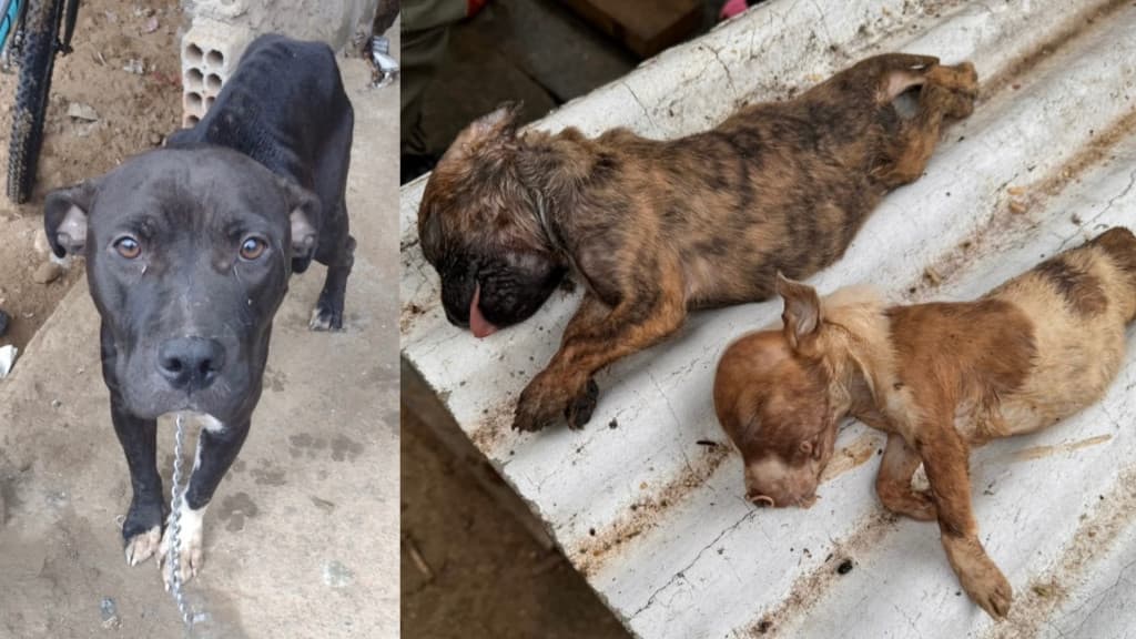 Crueldade: Filhotes mortos e cães debilitados resgatados em Itapema