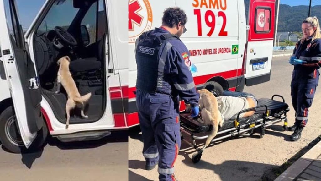 Cachorro fiel: Animal não abandona dono e emociona durante atendimento de emergência em Itapema
