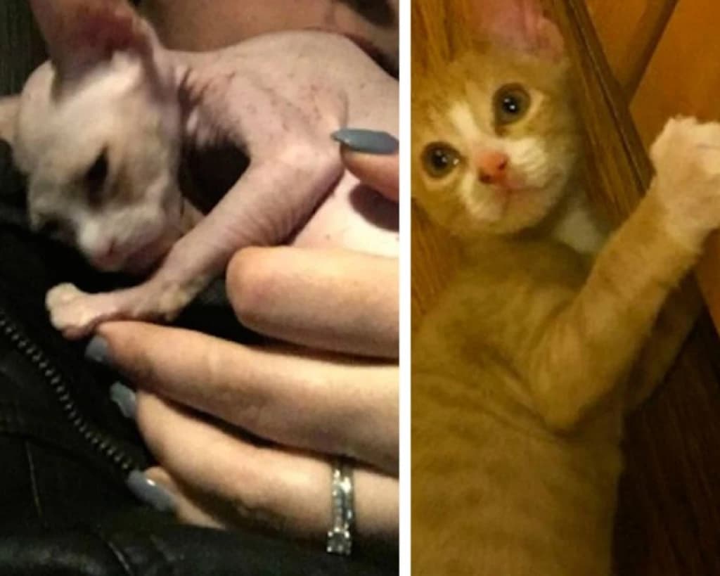 Mulher compra gato depilado achando que era de raça e perde R$ 2,4 mil