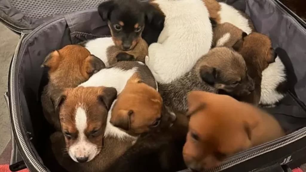 Mala com filhotes de cachorro é encontrada em condomínio