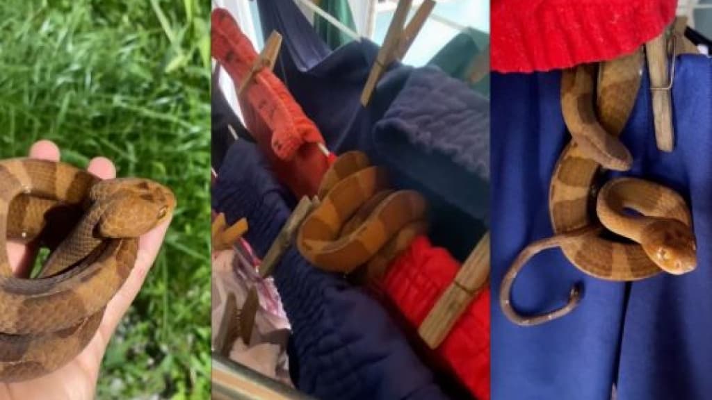 SUSTO: Moradora encontra cobra pendurada em varal de residência