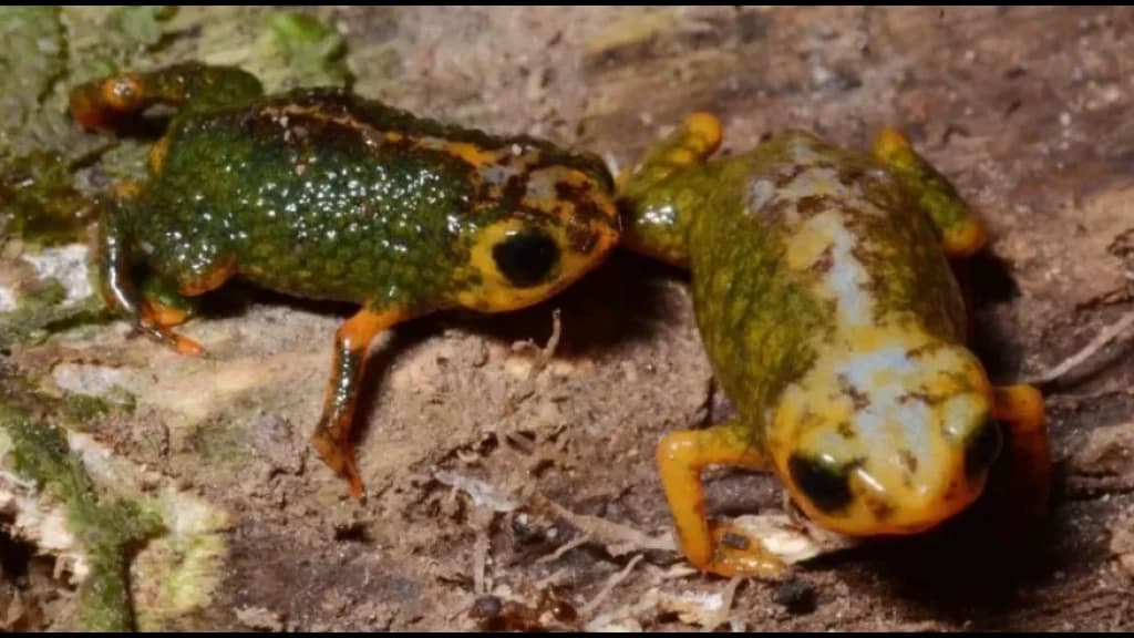 Descoberta inédita: Nova espécie de sapo é identificada em SC