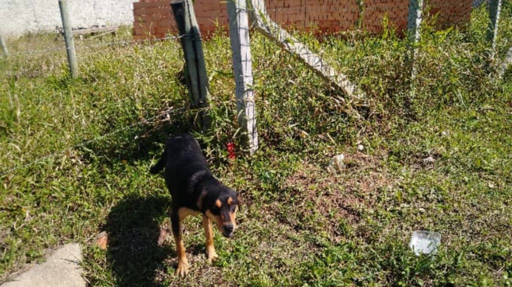 Moradores se revoltam e denunciam à PM de Bombinhas cachorro abandonado